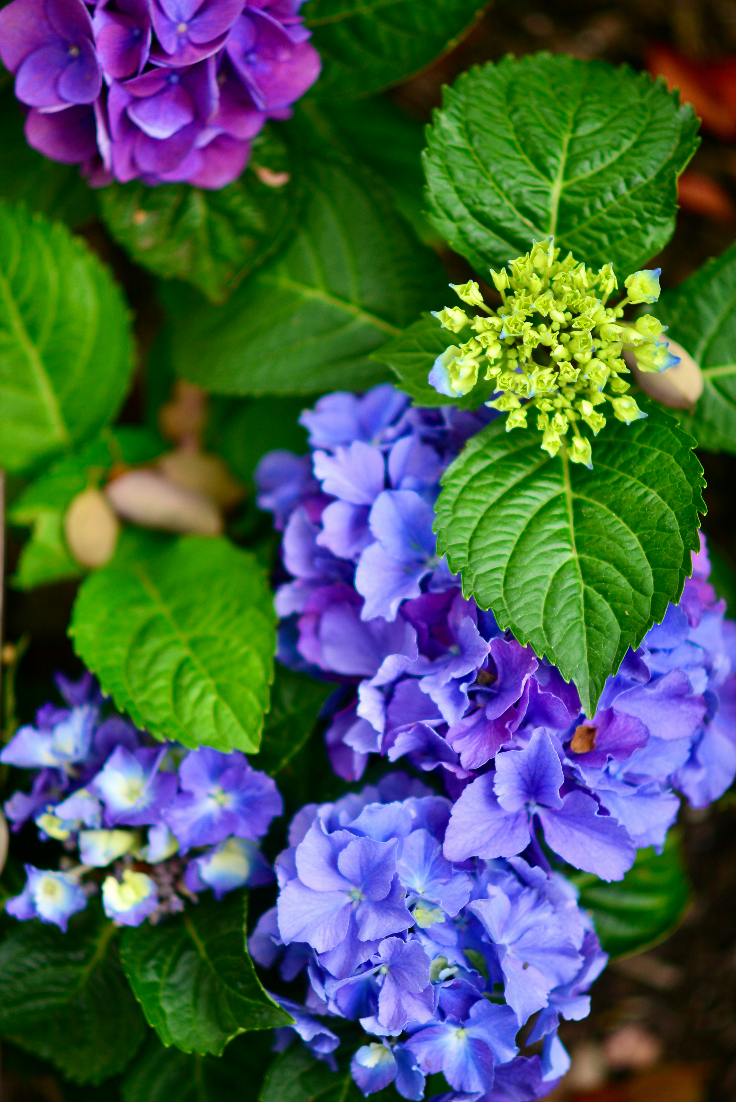 Spring