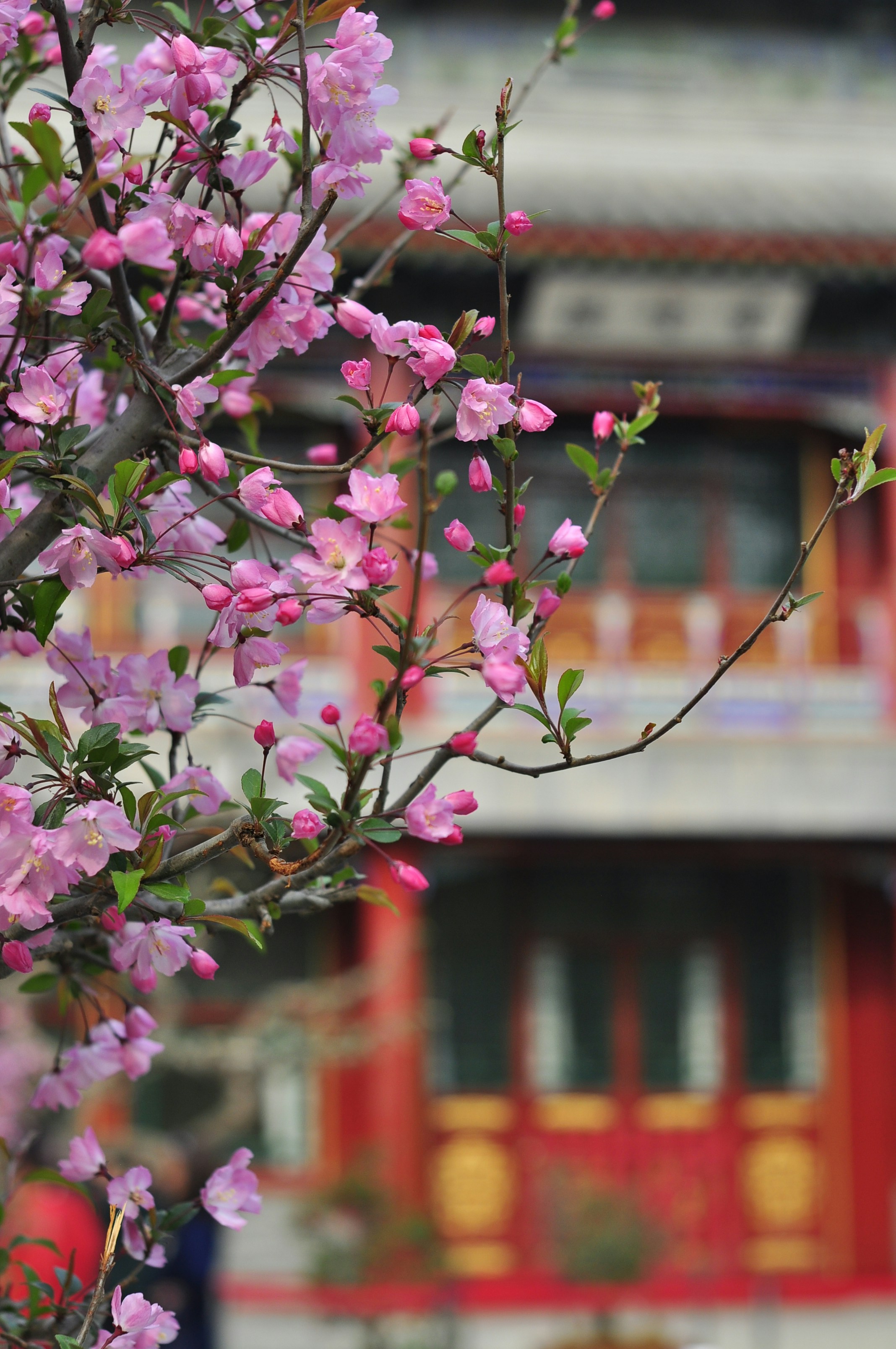 Spring