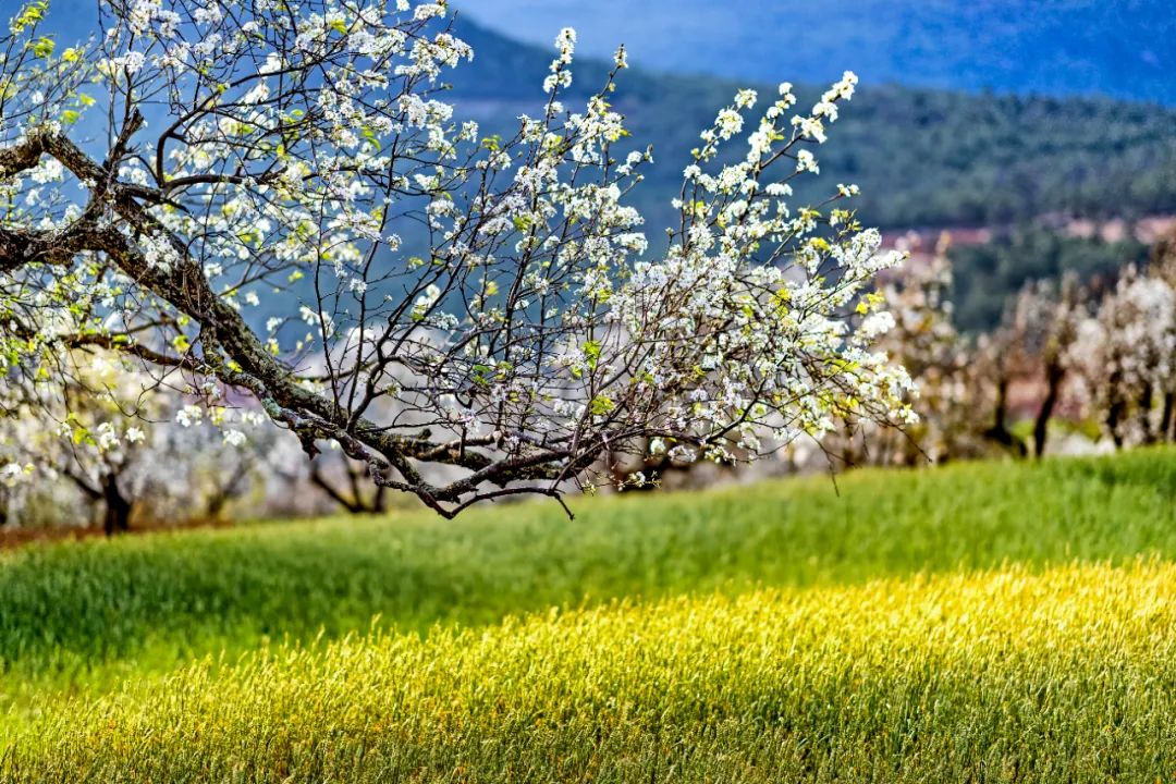 Spring