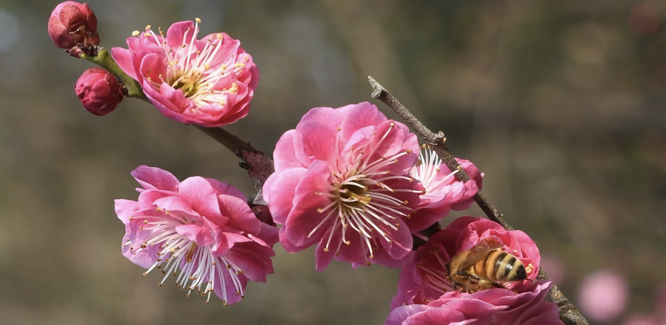 Spring