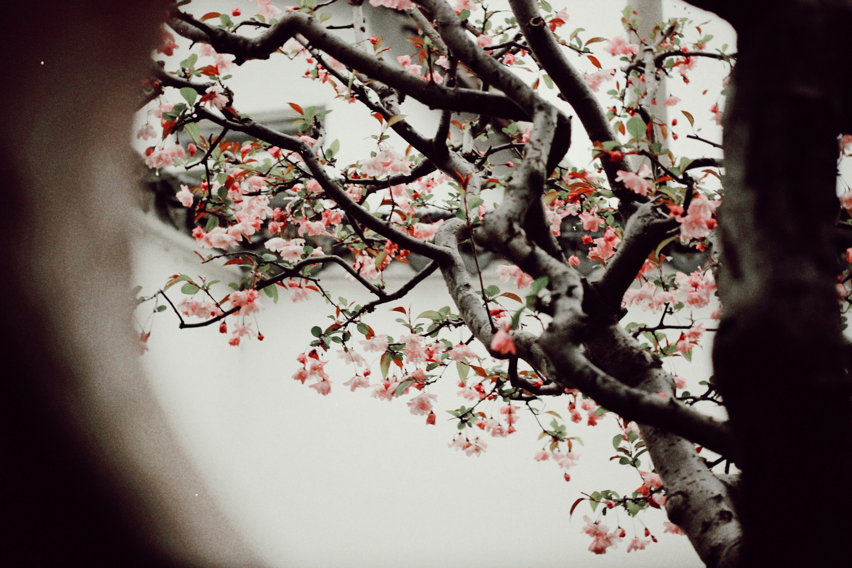 Spring